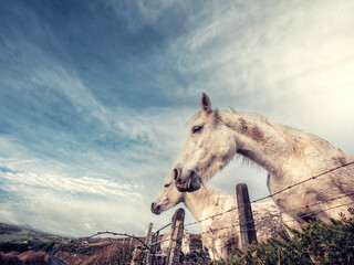Two funny looking white horses by a metal wire fence in a field, hill and blue cloudy sky in the...