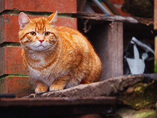 Cute red or ginger color tabby cat sitting by entrance of an old red brick house. Home pet and guardian. Serious alert face expression of a cautious personality. Rich saturated fur color.