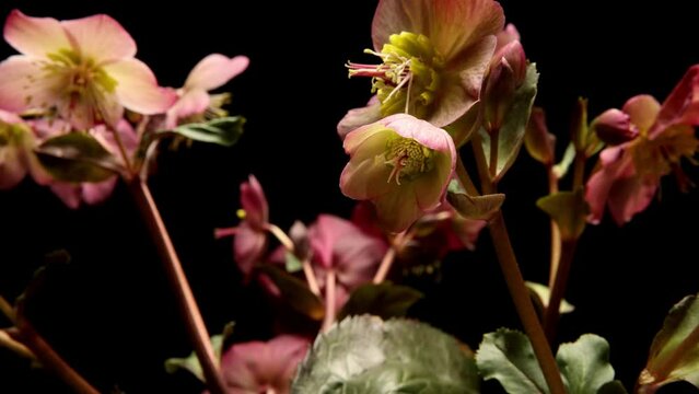 Time-lapse video of hellbore flowers blooming