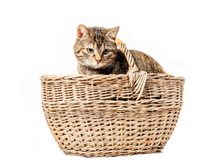 Cute and playful brown color tabby cat in a basket. Studio shot on white isolated background. Pet rustic portrait.