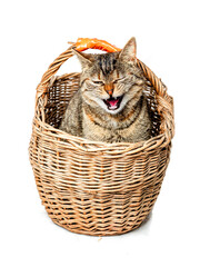 Fototapeta na wymiar Cute and playful brown color tabby cat in a basket. Studio shot on white isolated background. Happy pet with smile on its face. Vertical image