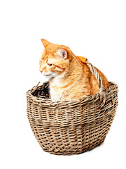 Playful ginger tabby cat sitting in a wicker basket. Studio shot on white background. Classic pet...