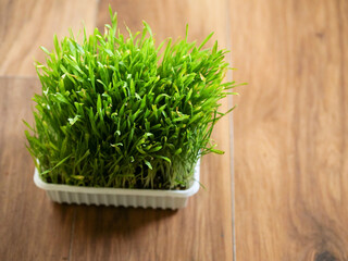 Green cat grass in a plastic container on a light brown wood floor. Nobody. Animal vitamin supplement.