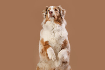 Cute fluffy Australian Shepherd dog on brown background