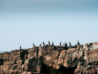 Wild birds enjoy sunshine sitting on rough stone island with cliff. Nature and safety concept. Warm...