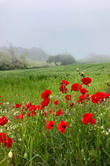 Red poppies on a green field on the fog background
