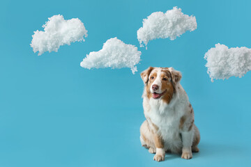 Cute fluffy Australian Shepherd dog with clouds on blue background - obrazy, fototapety, plakaty