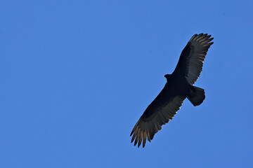 Turkey Vulture scouting for carrion, Kings Canyon National Park, California 