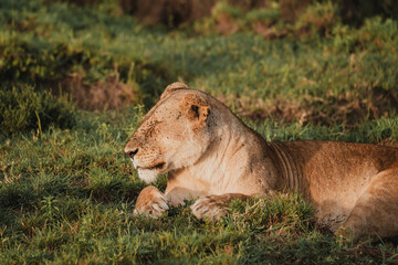 Serene lioness in Masai Mara's morning light