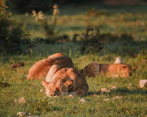 Lioness and cub basking in Masai Mara sunrise