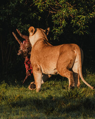 Lioness carrying warthog prey in Masai Mara