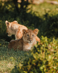 Curious lion cub in Ol Pejeta, Kenya, at golden hour.