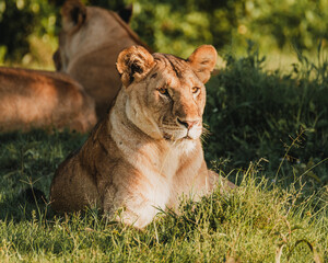 Lions lounging in grass, Ol Pejeta Conservancy, Kenya