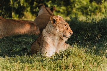 Lions lounging in grass, Ol Pejeta Conservancy, Kenya