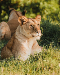 Obraz premium Vigilant lioness in Ol Pejeta's grasslands