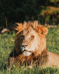 Majestic lion basking in Ol Pejeta, Kenya's sunlight