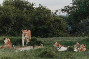 Lions lounging in grass, Ol Pejeta Conservancy, Kenya