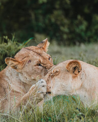 Lioness playfully engaging with cub, Ol Pejeta