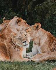 Tender moment between lioness and cub in greenery