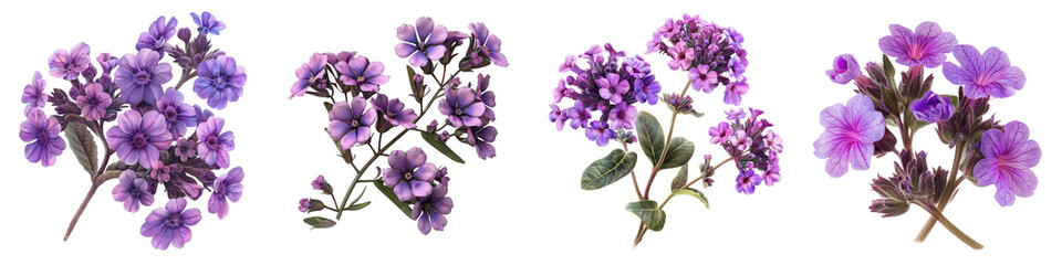 Prairie Verbena Flowers  Hyperrealistic Highly Detailed Isolated On Transparent Background Png File