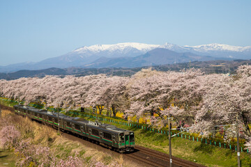 蔵王をのぞみ満開の桜並木を走る列車