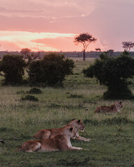 Lions resting at sunset, Ol Pejeta Conservancy, Kenya.