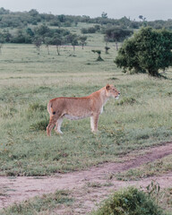 Lion pride bonding in the Ol Pejeta grasslands