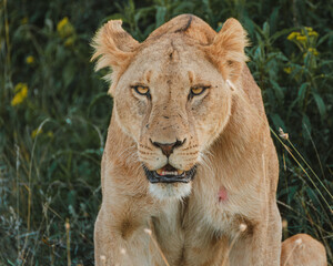 Lioness in repose, soft gaze, Ol Pejeta Conservancy.