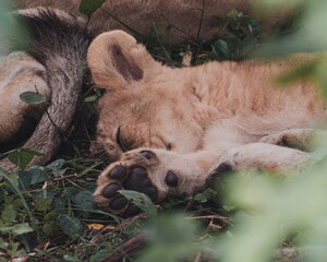 Obraz premium Sleepy lion cub napping in Ol Pejeta Conservancy
