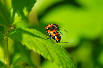 ツツハムシの後尾