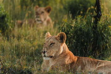 Naklejka premium Lioness in repose, soft gaze, Ol Pejeta Conservancy.