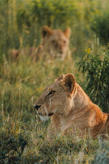 Lioness in repose, soft gaze, Ol Pejeta Conservancy.