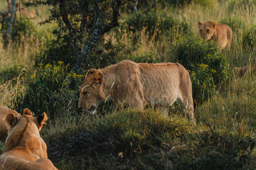 Prowling lionesses in Ol Pejeta's evening light.