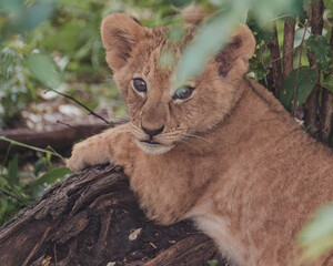 Lion cub in the dense bush, Masai Mara 
