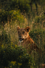 Prowling lionesses in Ol Pejeta's evening light.