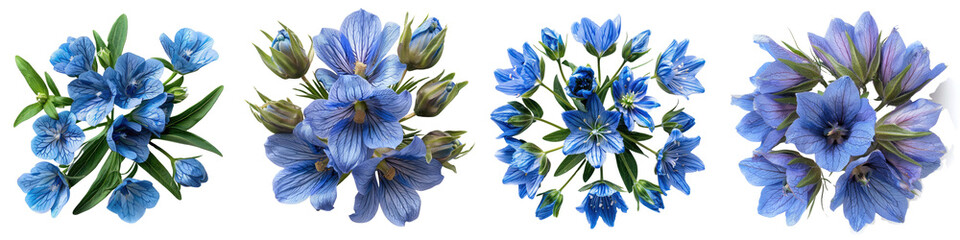 Prairie Gentian Flowers Top View  Hyperrealistic Highly Detailed Isolated On Transparent Background Png File