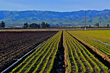 Land is tilled and shaped for staggered planting of lettuce in Salinas Valley, California 