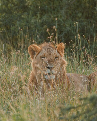 Close-up of a contemplative lion, Ol Pejeta, Kenya
