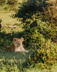 Lioness in repose, soft gaze, Ol Pejeta Conservancy.