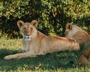 Lioness in repose, soft gaze, Ol Pejeta Conservancy.
