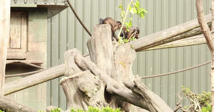 A capuchin monkey climbs branches in a nature reserve. Monkeys, wild animals