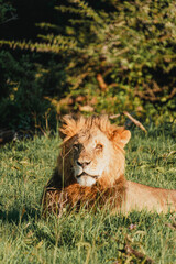 Majestic lion basking in Ol Pejeta, Kenya's sunlight