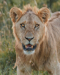Close-up of a contemplative lion, Ol Pejeta, Kenya