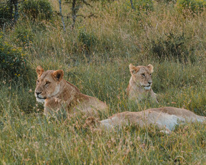Lioness in repose, soft gaze, Ol Pejeta Conservancy.
