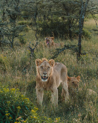 Close-up of a contemplative lion, Ol Pejeta, Kenya