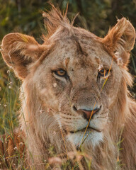 Close-up of a contemplative lion, Ol Pejeta, Kenya