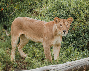 Lioness concealed in dense Mara foliage