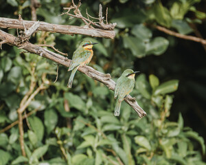 Vibrant little bee-eaters on a branch, Masai Mara
