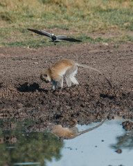 Vervet monkey by water with bird in flight, Masai Mara