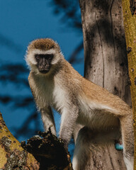 Obraz premium Peeking vervet monkey, hidden in a tree, Masai Mara